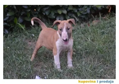 Bull Terrier štenci - 7/7