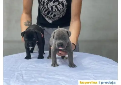 Kane Korso TOP štenci - 1/9