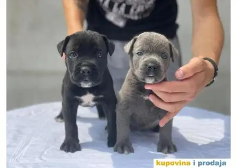 Kane Korso TOP štenci - 2/9