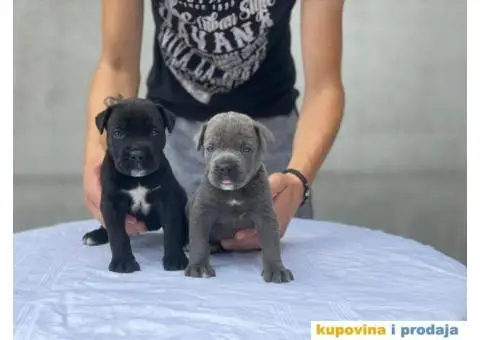 Kane Korso TOP štenci - 3/9