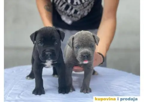 Kane Korso TOP štenci - 4/9