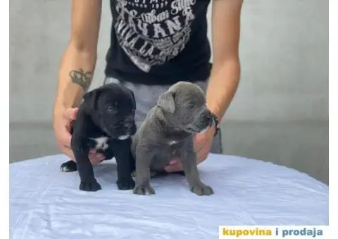 Kane Korso TOP štenci - 5/9