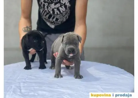 Kane Korso TOP štenci - 6/9