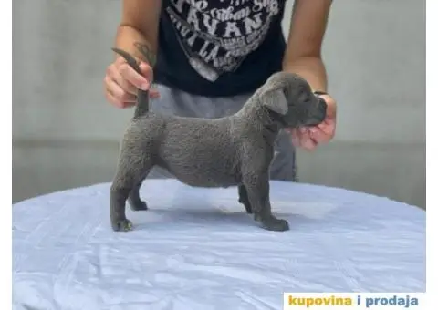 Kane Korso TOP štenci - 7/9