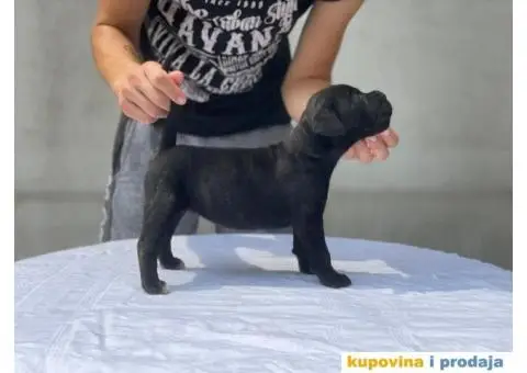 Kane Korso TOP štenci - 8/9