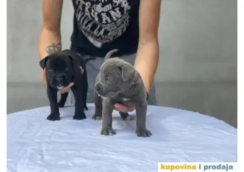 Kane Korso TOP štenci - 9/9