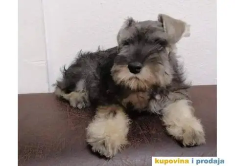 Patuljasti šnaucer - 1/7