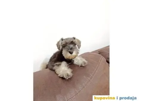 Patuljasti šnaucer - 2/7