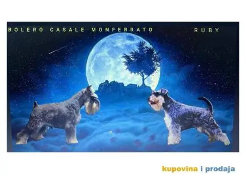 Patuljasti šnaucer - 3/7