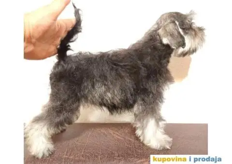 Patuljasti šnaucer - 4/7