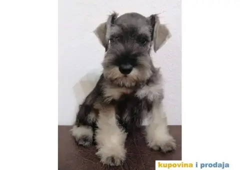 Patuljasti šnaucer - 5/7