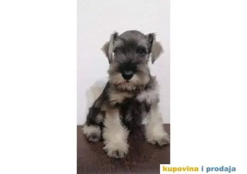 Patuljasti šnaucer - 6/7