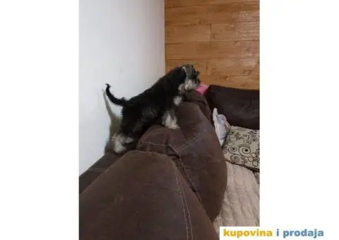 Patuljasti šnaucer - 7/7