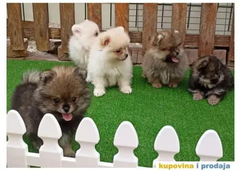 Pomeranac štenci - 1/10