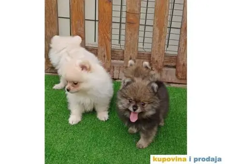 Pomeranac štenci - 2/10