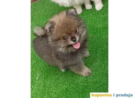 Pomeranac štenci - 3/10