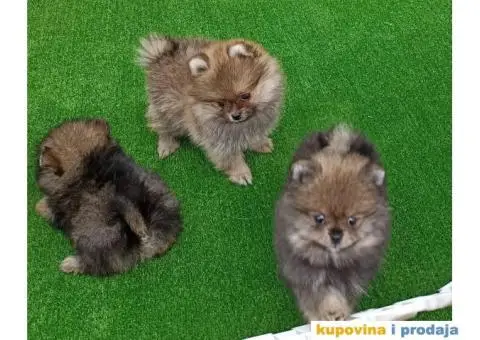 Pomeranac štenci - 4/10