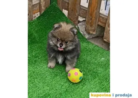 Pomeranac štenci - 5/10