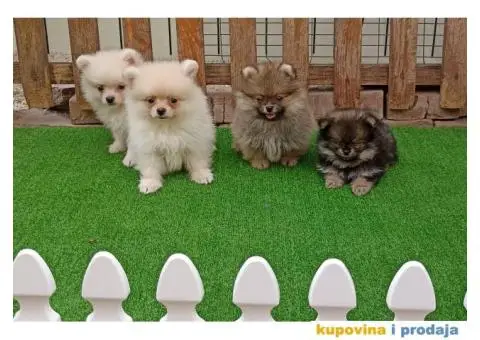 Pomeranac štenci - 6/10