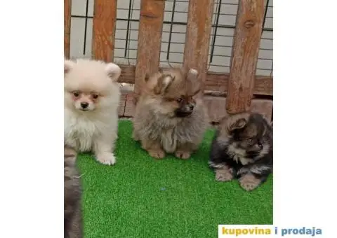 Pomeranac štenci - 7/10