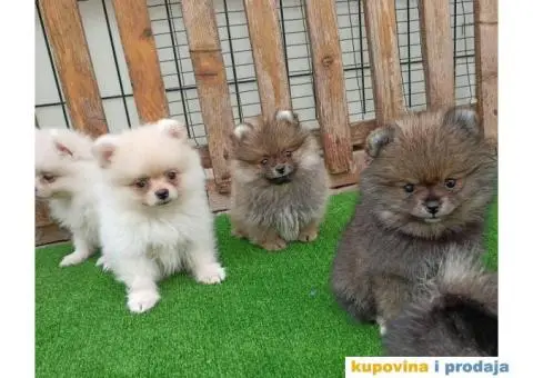 Pomeranac štenci - 8/10