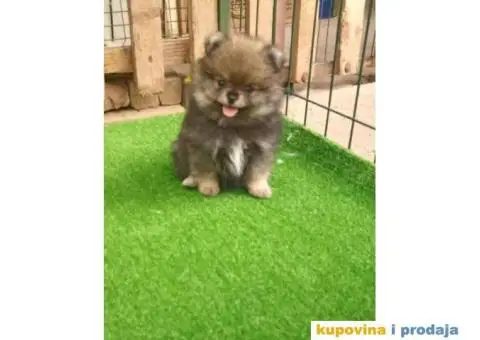 Pomeranac štenci - 9/10