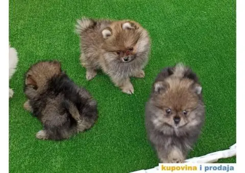Pomeranac štenci - 10/10