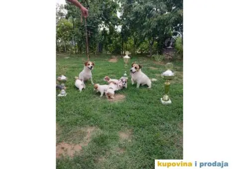 Džek Rasel Terijer - 1/13