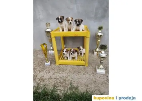 Džek Rasel Terijer - 2/13