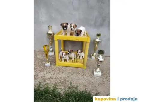 Džek Rasel Terijer - 3/13