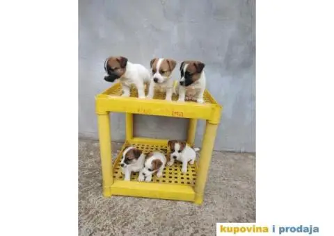 Džek Rasel Terijer - 4/13