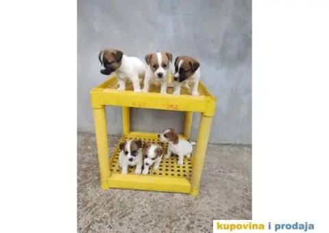 Džek Rasel Terijer - 5/13