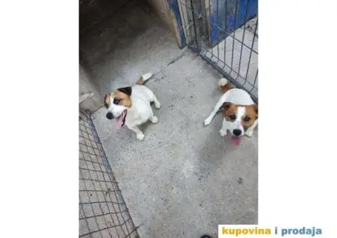 Džek Rasel Terijer - 6/13