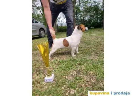 Džek Rasel Terijer - 7/13