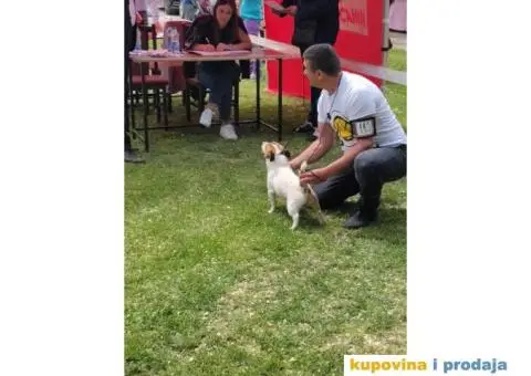 Džek Rasel Terijer - 8/13