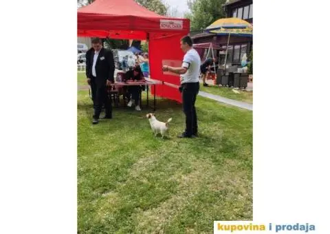 Džek Rasel Terijer - 9/13