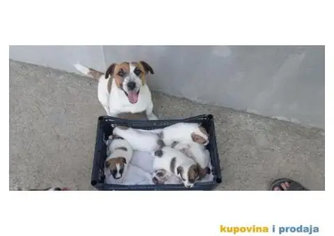 Džek Rasel Terijer - 10/13