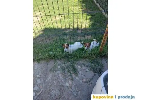 Džek Rasel Terijer - 11/13