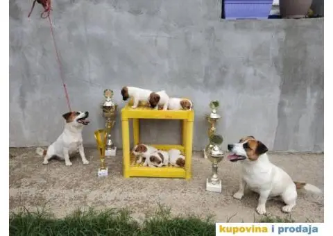 Džek Rasel Terijer - 13/13