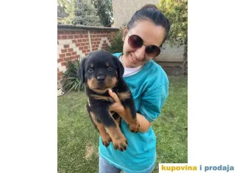 Na prodaju štenci rottweilera - 1/9