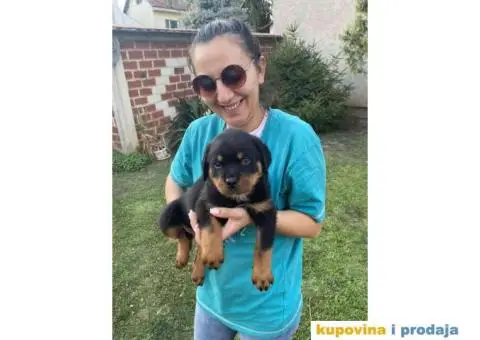 Na prodaju štenci rottweilera - 2/9