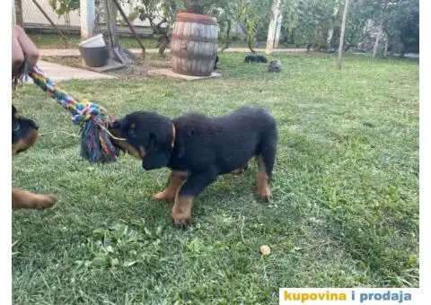 Na prodaju štenci rottweilera - 3/9