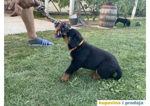 Na prodaju štenci rottweilera - 4/9