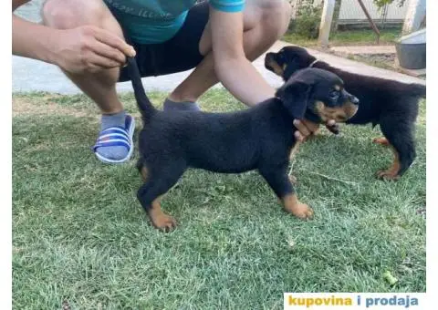 Na prodaju štenci rottweilera - 5/9