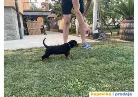 Na prodaju štenci rottweilera - 6/9