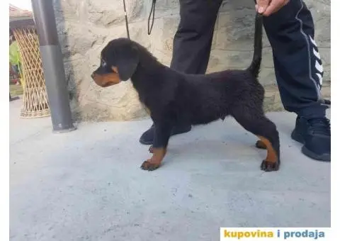 Na prodaju štenci rottweilera - 7/9