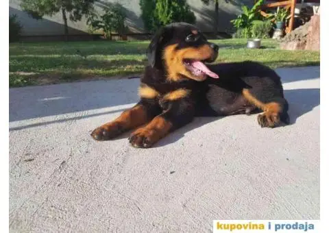 Na prodaju štenci rottweilera - 8/9