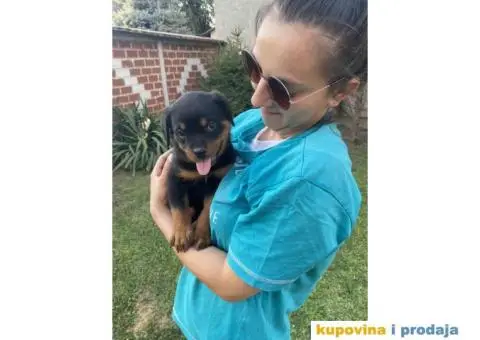 Na prodaju štenci rottweilera - 9/9