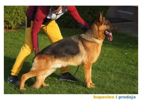 Nemački Ovčar - 1/8