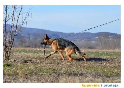 Nemački Ovčar - 2/8